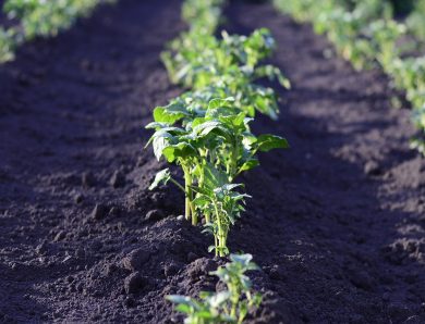 Faut-il du temps pour s&rsquo;occuper d&rsquo;un jardin potager ?