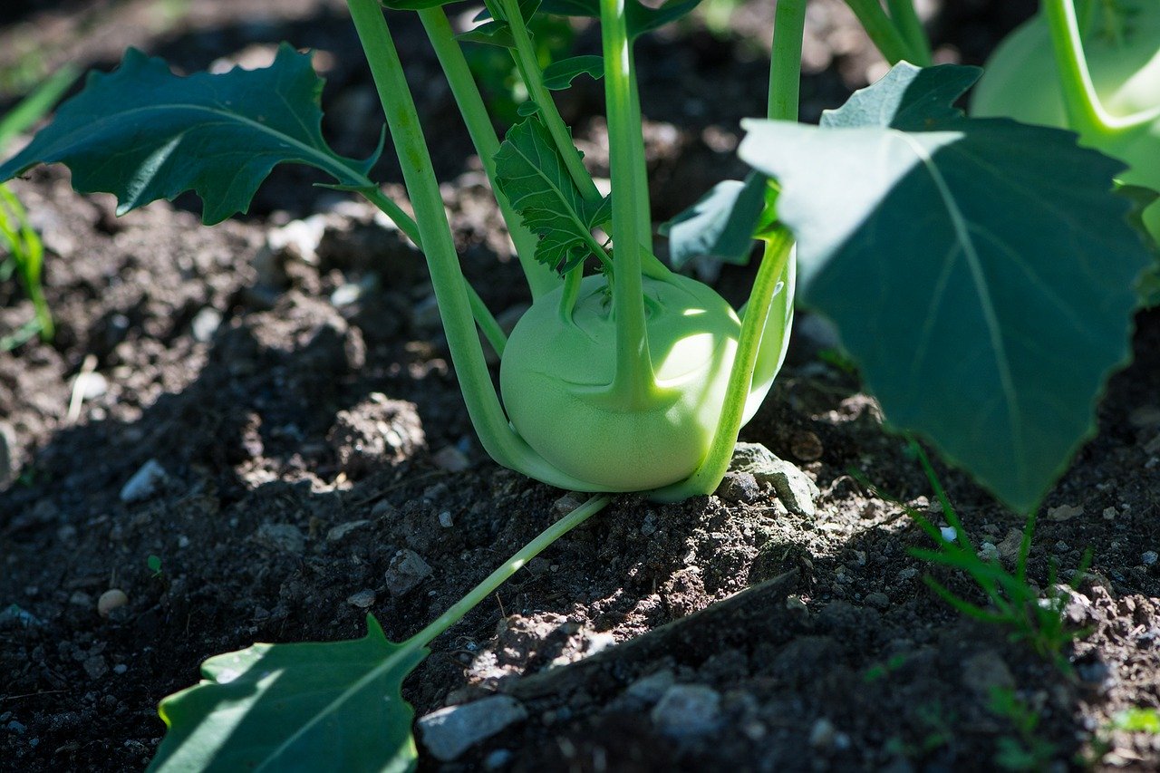 Faut-il du temps pour s'occuper d'un jardin potager ?