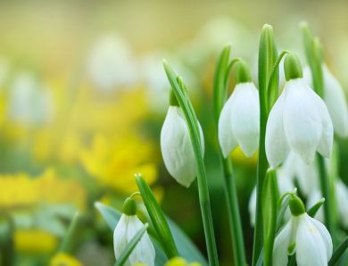 Les plus belles fleurs du printemps pour jardin