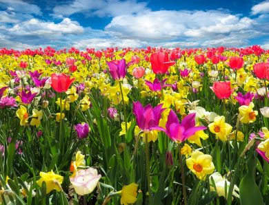 Quelles fleurs éclosent toute l&rsquo;année ?