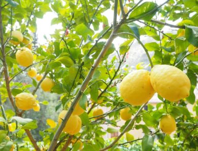 Le citronnier, un arbuste très apprécié