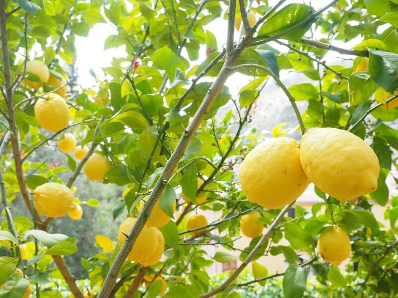 Le citronnier, un arbuste très apprécié