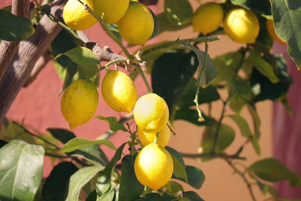 Le citronnier, un arbuste très apprécié
