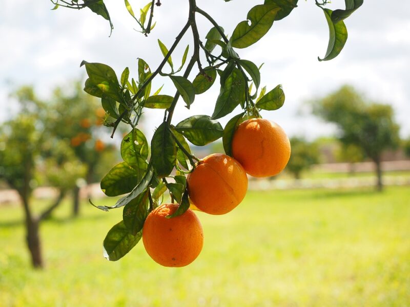 Comment choisir son arbre fruitier &nbsp;?