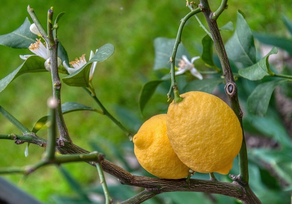 Comment choisir son arbre fruitier ?