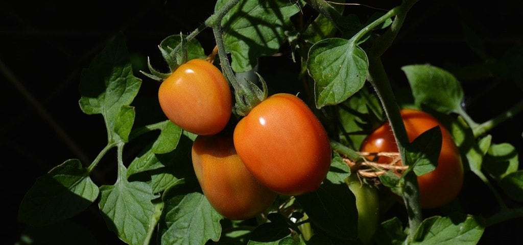 Arrosage automatique pour un potager : une meilleure gestion de l'eau