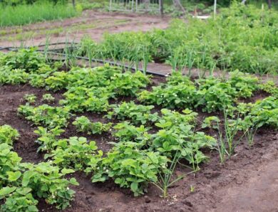 Arrosage automatique pour un potager : une meilleure gestion de l&rsquo;eau