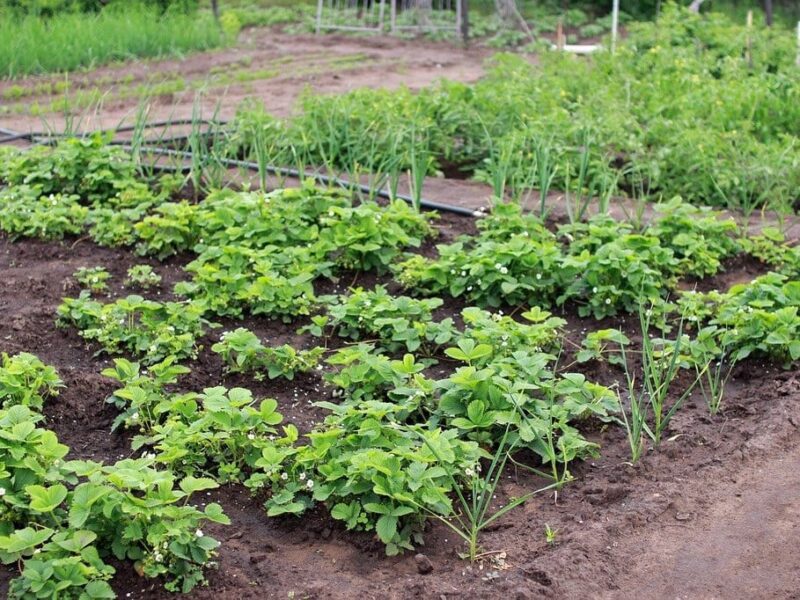 Arrosage automatique pour un potager : une meilleure gestion de l&rsquo;eau
