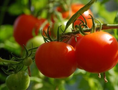 Des infos à connaitre avant de cultiver des tomates