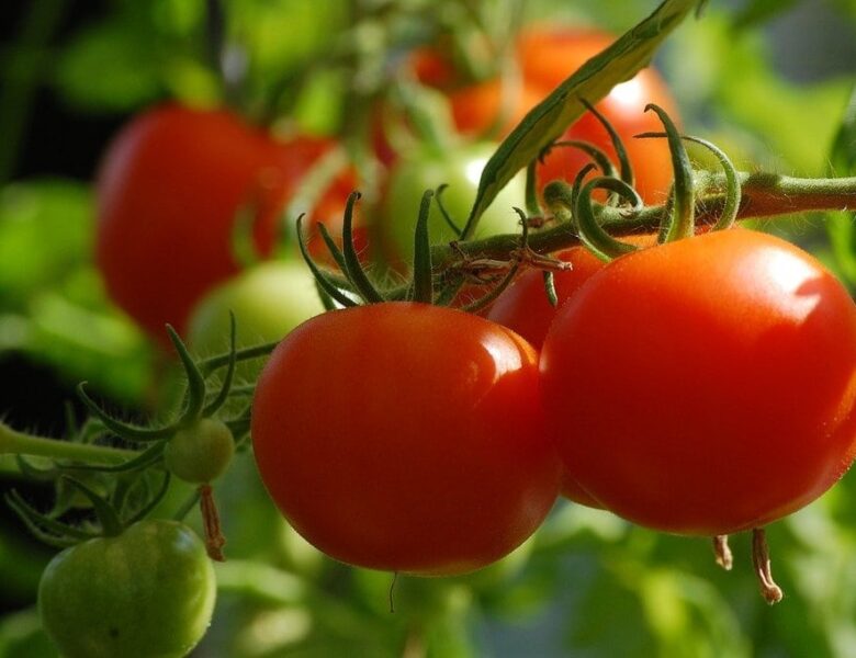 Des infos à connaitre avant de cultiver des tomates
