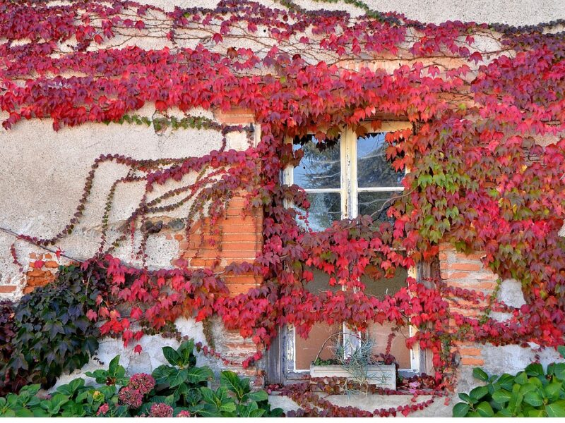 Comment planifier l&rsquo;installation d&rsquo;un mur végétal &nbsp;?