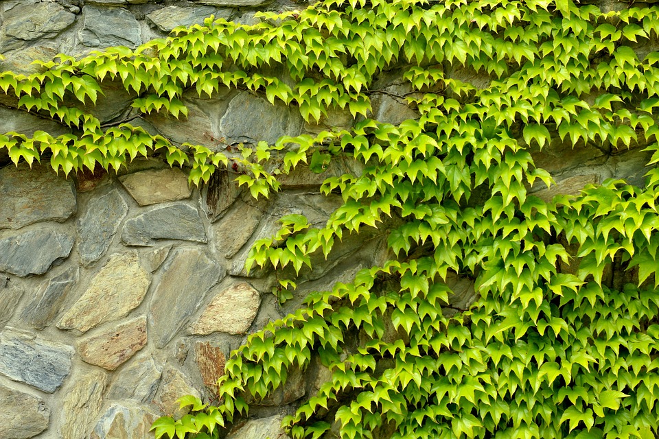 Comment planifier l'installation d'un mur végétal ?