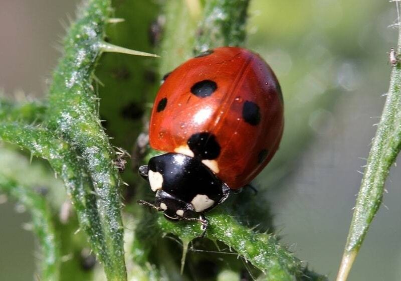Les coccinelles au service de la santé de votre jardin