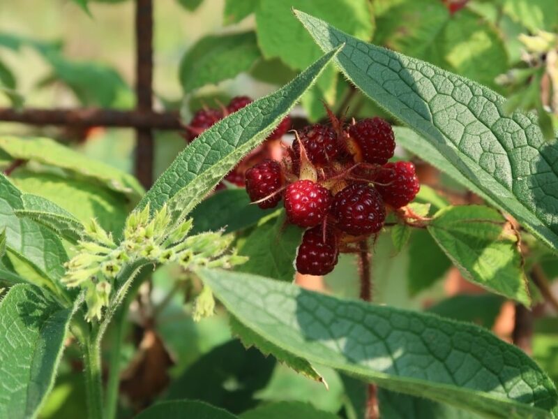 Guide pour débuter avec la permaculture dans votre jardin