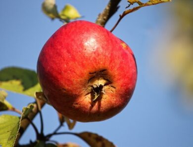 Les étapes pour un verger d&rsquo;arbres fruitiers productif et sain